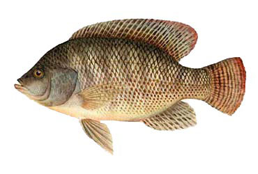 tilapia